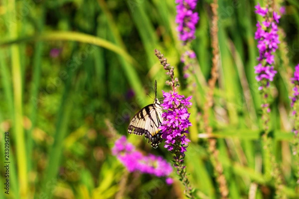 Obraz Eastern Tiger Swallowtail