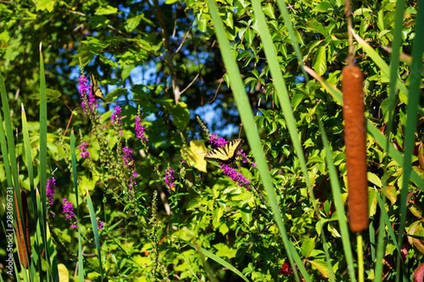 Obraz Eastern Tiger Swallowtail