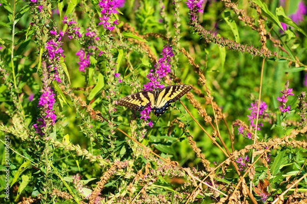 Obraz Eastern Tiger Swallowtail