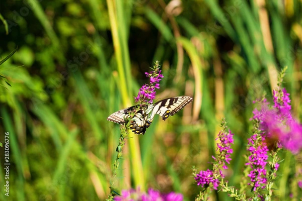 Obraz Eastern Tiger Swallowtail
