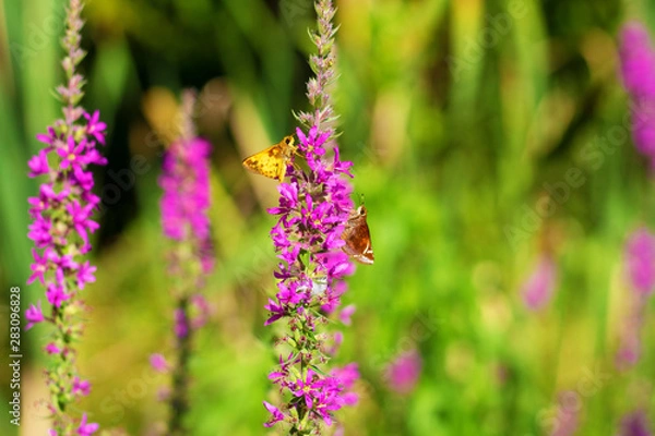 Obraz Peck's Skipper butterfly