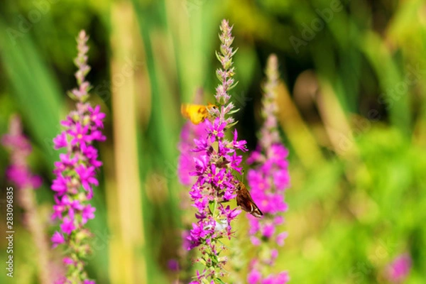 Obraz Peck's Skipper butterfly