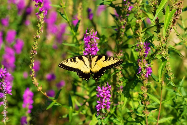 Obraz Eastern Tiger Swallowtail