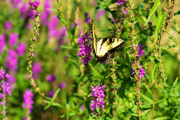 Obraz Eastern Tiger Swallowtail