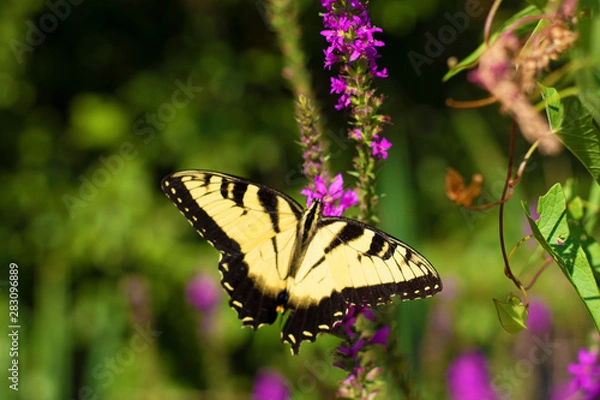 Obraz Eastern Tiger Swallowtail