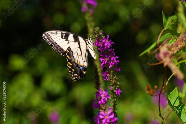 Obraz Eastern Tiger Swallowtail