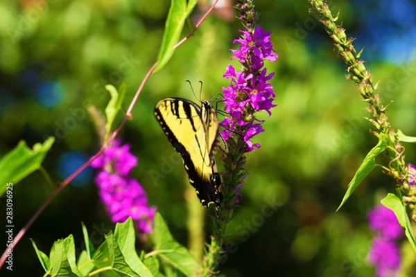 Obraz Eastern Tiger Swallowtail