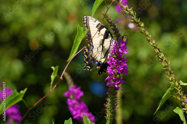 Obraz Eastern Tiger Swallowtail
