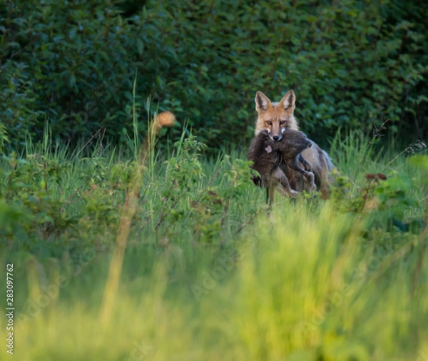 Obraz Red fox carrying a hare