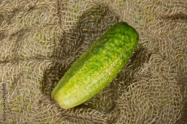 Obraz Cucumber