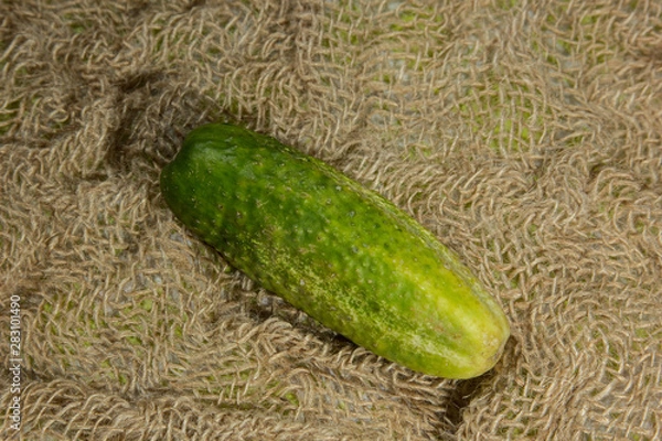 Obraz Cucumber