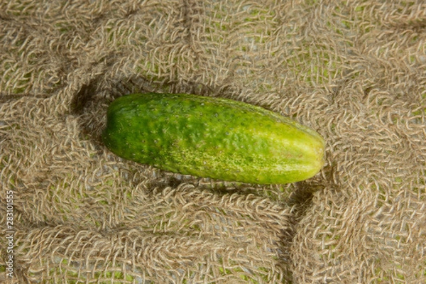 Obraz Cucumber