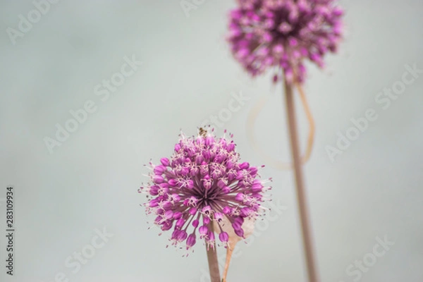Obraz Violet Dandelion flower
