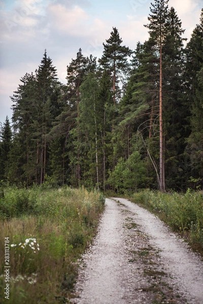 Fototapeta road in forest