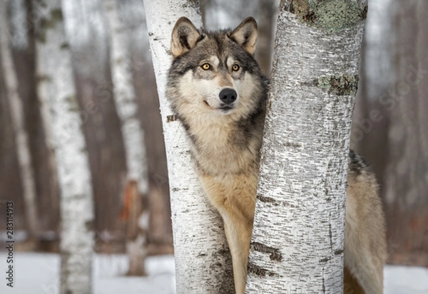 Fototapeta Szary wilk (Canis lupus) między drzewami patrzy w górę i na prawą zimę