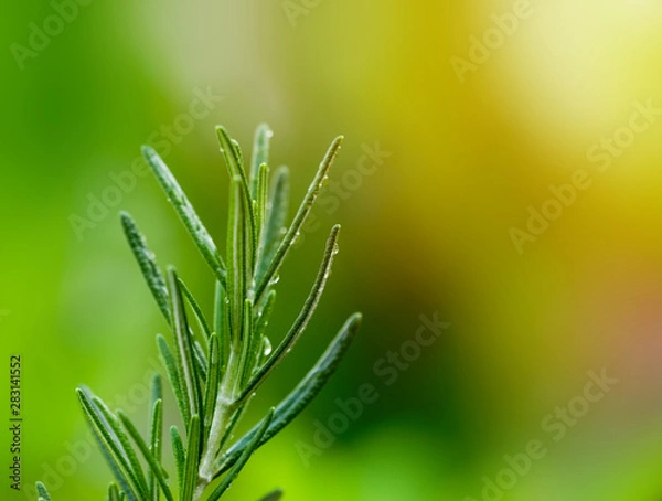 Obraz Close up, branch rosemary herb with water drop on soft light ray, blurry background.