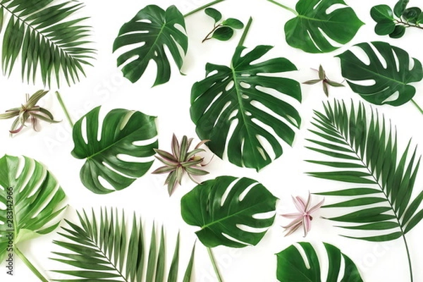 Fototapeta tropical green palm, monstera leaves , branches pattern isolated on a white background. top view.copy space.abstract.