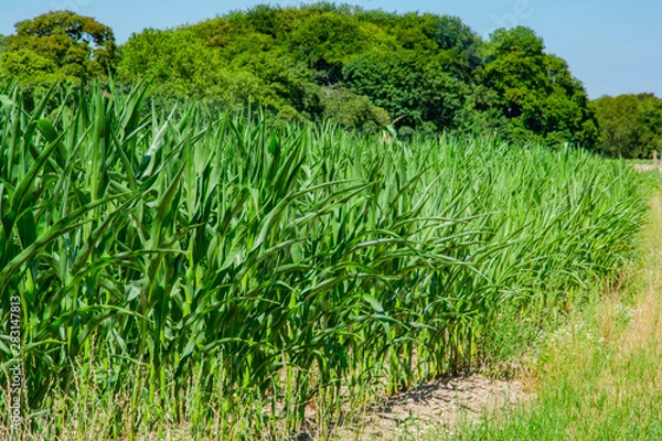 Obraz Landwirtschaft