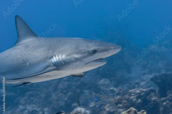 Obraz Beautiful Caribbean Reef Sharks on the prowl for a meal in the crystal clear waters of the Turks and Caicos Islands.