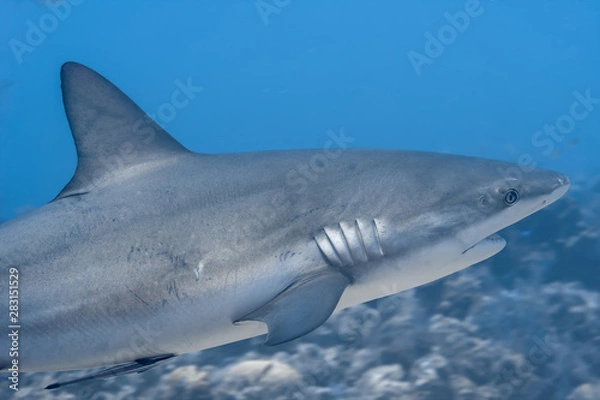 Obraz Beautiful Caribbean Reef Sharks on the prowl for a meal in the crystal clear waters of the Turks and Caicos Islands.