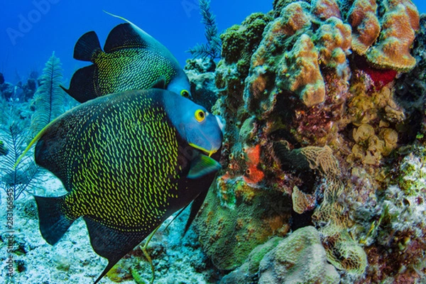 Fototapeta Beautiful French Angelfish searching for food on a coral reef in the Caribbean, Providenciales, Turks and Caicos Islands. Angelfish are often seen swimming in pairs like this lovely couple.