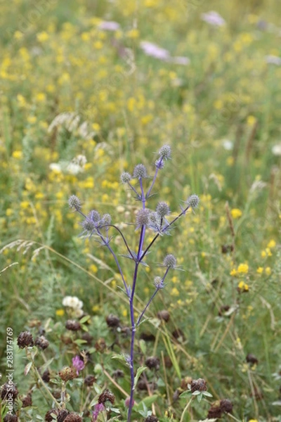 Obraz thistle. Чертополох