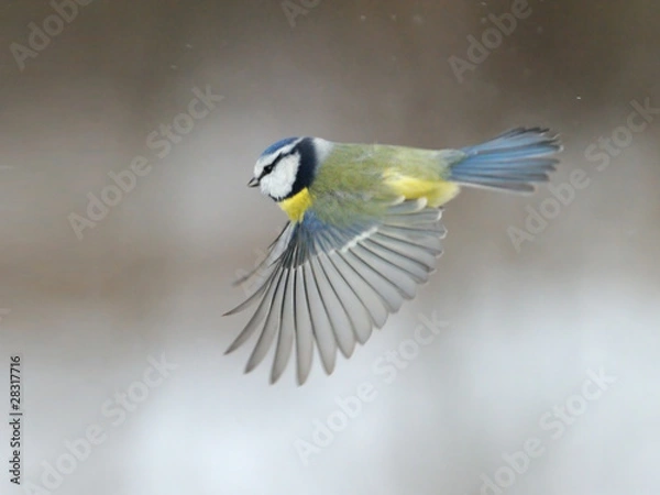 Fototapeta Blue Tit flying over snow background