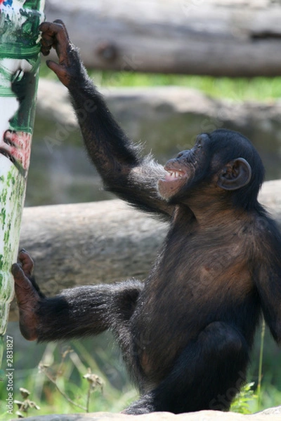 Obraz young monkey smiling