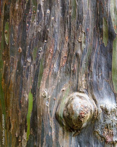 Obraz Tree bark