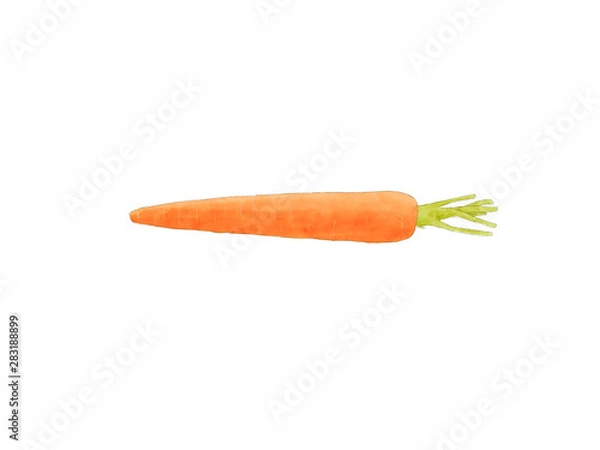 Fototapeta carrot water color