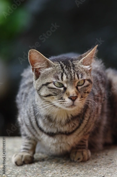 Obraz 寄り目の猫