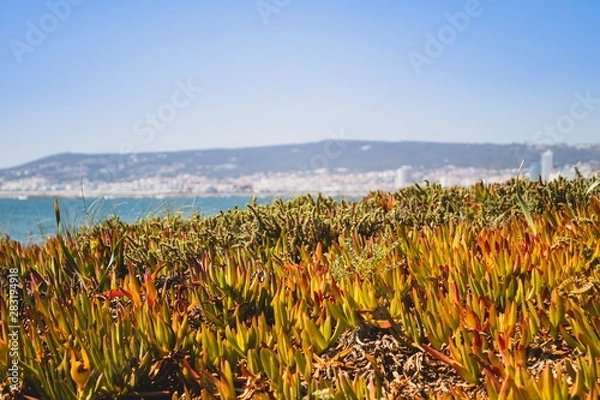 Obraz Figueira da foz beach Portugal. Summer day in Europe. Boho style coloured style photo.  Over processed.