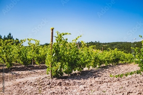 Obraz Vineyard on a summer day at Portugal with natural light. Green grape. 