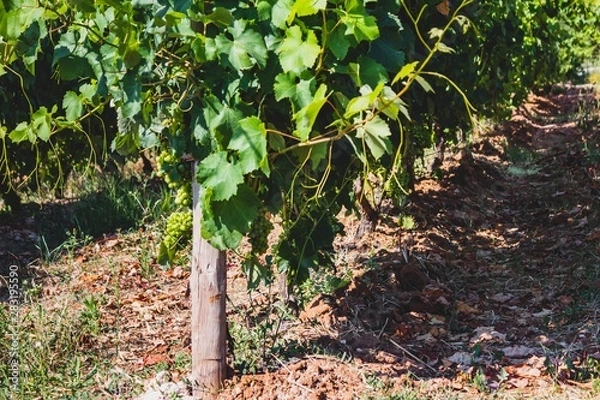 Obraz Vineyard on a summer day at Portugal with natural light. Green grape. 