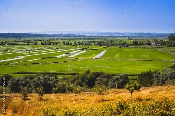 Obraz Overview of a rice planting field in Portugal on a summer day. Colourful over processed. 