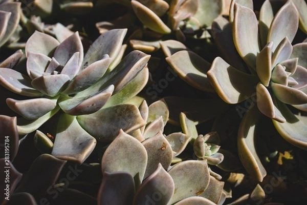 Obraz Close up succulent on a summer day. Natural light. Boho style processed. Peaceful image. 