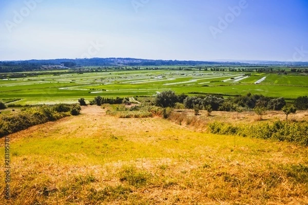 Obraz Overview of a rice planting field in Portugal on a summer day. Colourful over processed. 