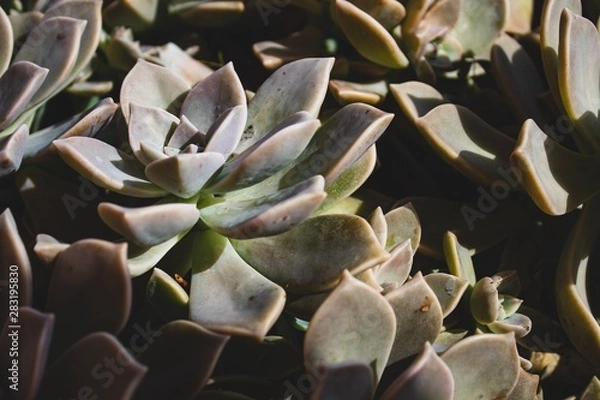 Obraz Close up succulent on a summer day. Natural light. Boho style processed. Peaceful image. 