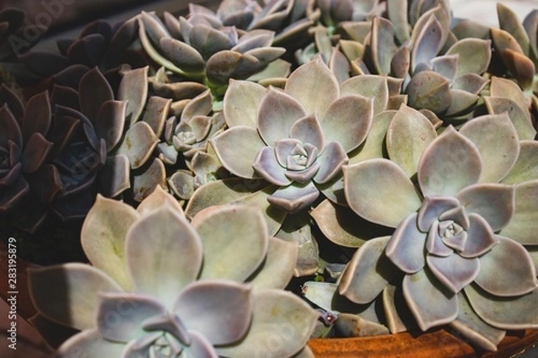 Obraz Close up succulent on a summer day. Natural light. Boho style processed. Peaceful image. 