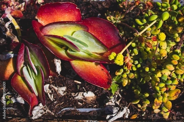 Obraz Close up succulent on a summer day. Natural light. Boho style processed. Peaceful image. 