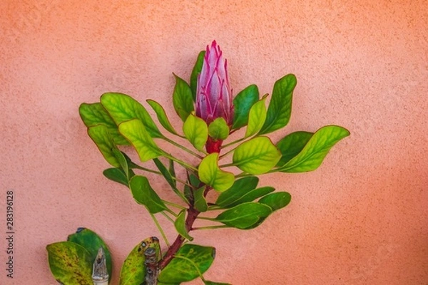 Obraz Close up succulent on a summer day. Natural light. Boho style processed. Peaceful image. 