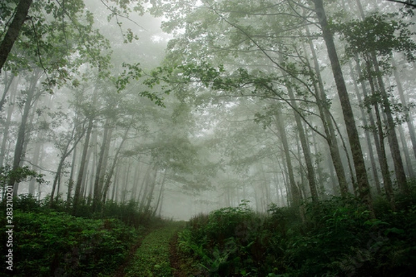 Fototapeta Landscape of a deep forest covered in fog