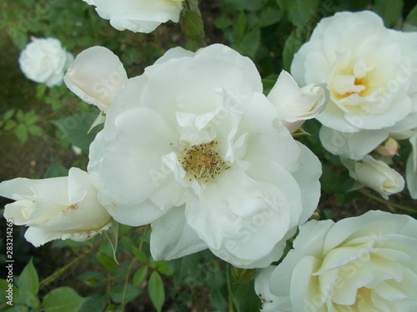 Obraz  Blooming rose in the park