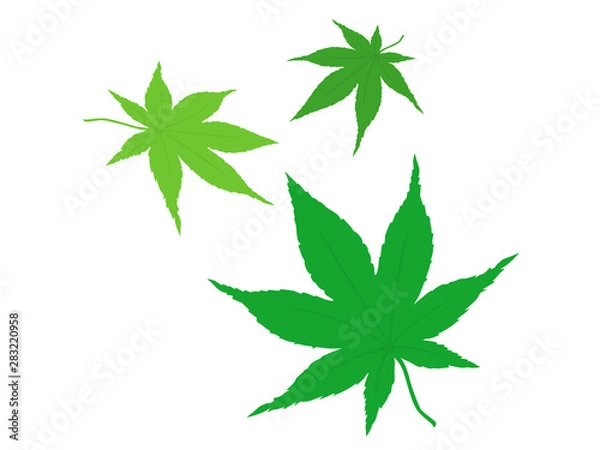 Fototapeta 楓の葉のイラスト