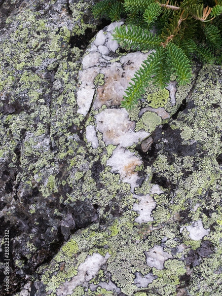 Fototapeta Spruce twig at granite and moss background