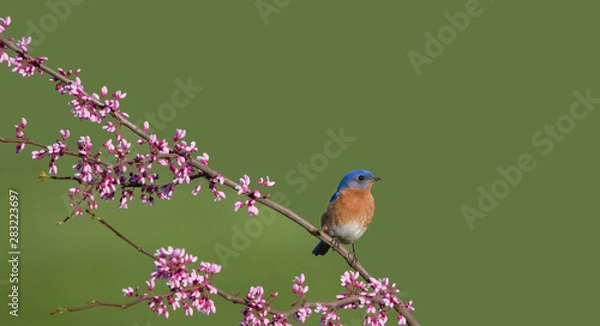 Obraz Male Eastern Bluebird Perched in Redbud Blossoms