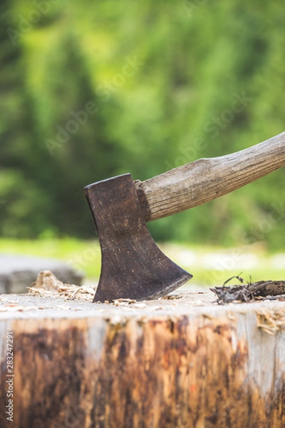 Fototapeta Getting wood for fire: axe attached to a tree trunk
