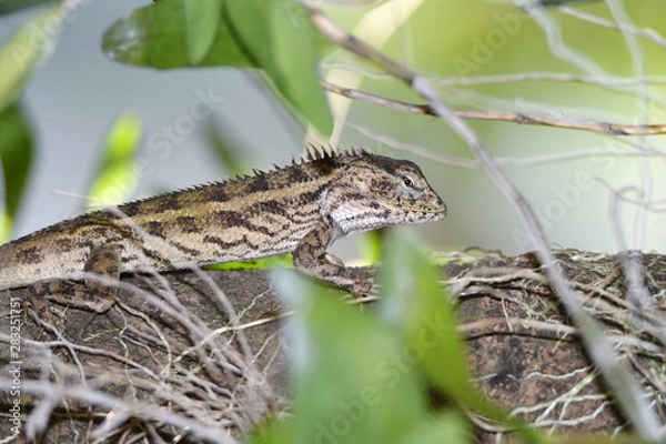 Obraz Lizard include quadrupeds with long fingers