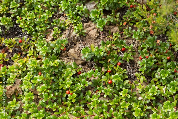 Fototapeta Fruit of the Bearberry Arctostaphylos uva ursi