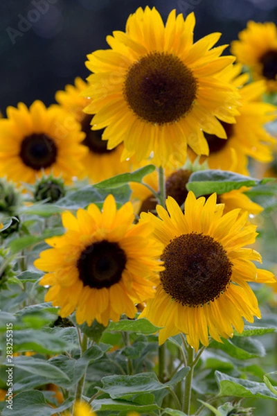 Fototapeta Sonnenblumen
